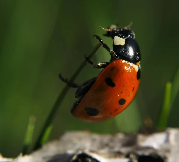 Nyckelpiga Röd Klättra Upp Vyn Grönt Gräs Från Vänster — Stockfoto