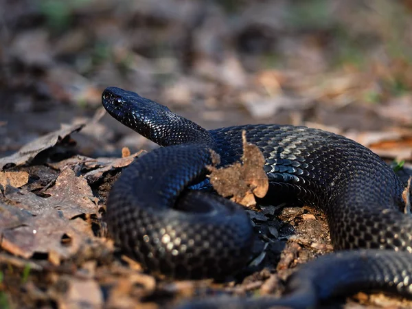 Serpiente Negra Arrastra Bosque Las Hojas Amarillas —  Fotos de Stock