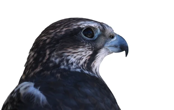 Falcon Mannelijke Close Zijaanzicht Geïsoleerd White — Stockfoto