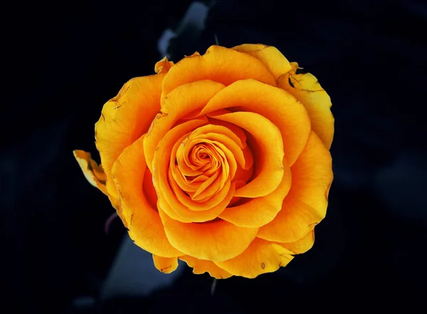 Rosa Amarela Após Chuva Close — Fotografia de Stock