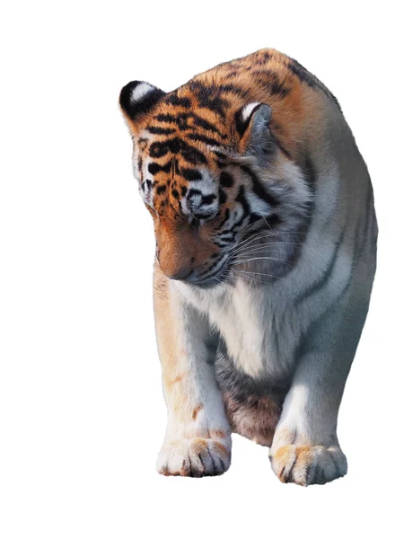 Tiger Schleicht Und Läuft Isoliert Voller Größe — Stockfoto