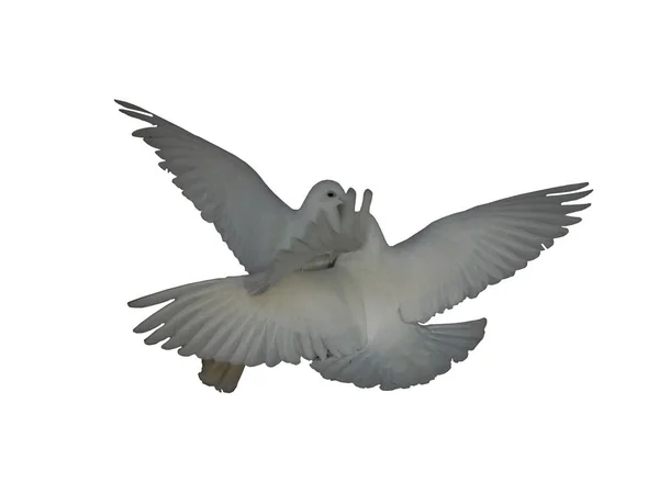 White Dove Couple Pair Flight Pigeon Isolated White Back View — Stock Photo, Image