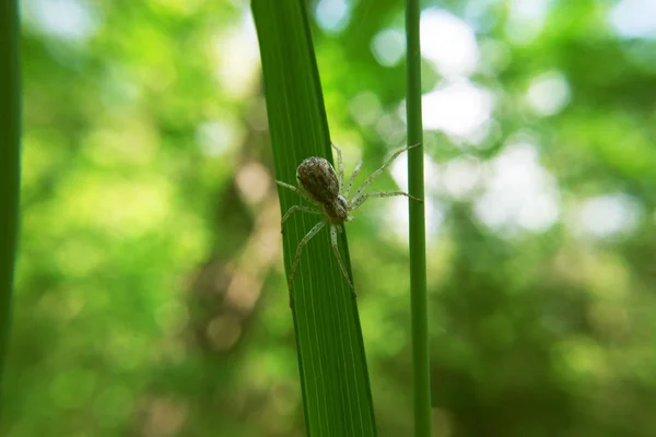 棕色蜘蛛爬行在绿色植物上 — 图库照片