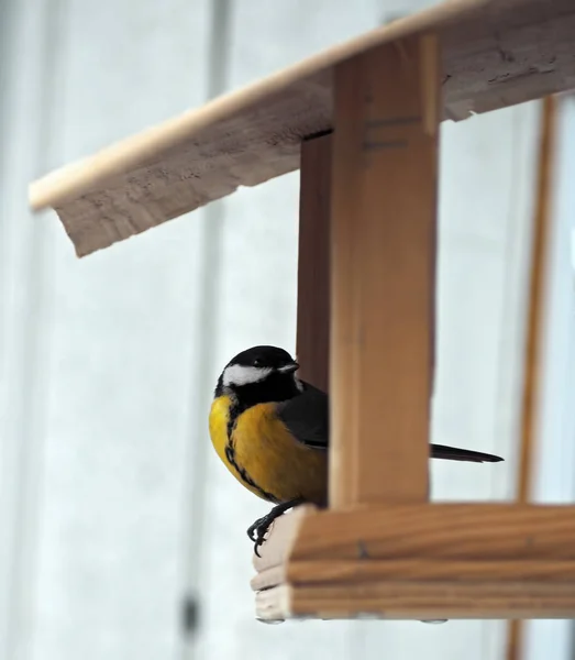 Tit Avec Plumage Jaune Est Assis Mangeoire Regardant Arrière — Photo