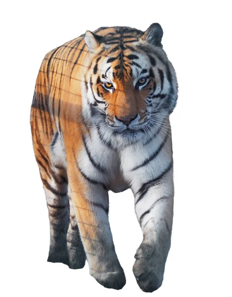 Tiger Schleicht Und Läuft Isoliert Voller Größe — Stockfoto