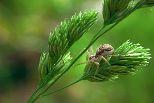 Caça Aranha Marrom Planta Verde — Fotografia de Stock