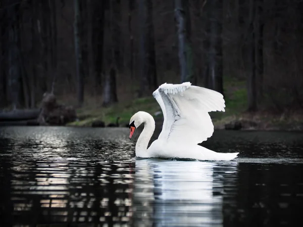 Cisne Blanco Aterrizando Lago Con Hermosas Alas —  Fotos de Stock
