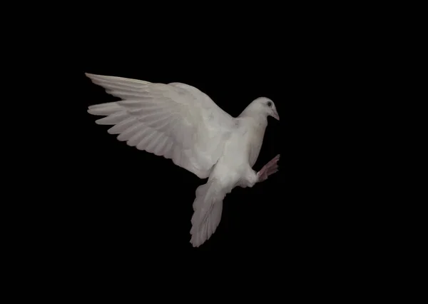 White dove is flying isolated at the black
