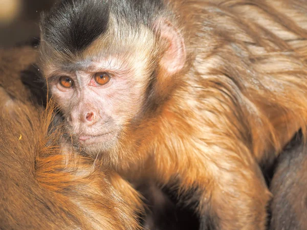Scimmia Rossa Sole Vicino — Foto Stock