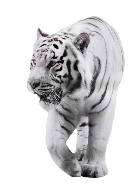 Branco Grande Tigre Panthera Tigris Bengalensis Andando Isolado Preto — Fotografia de Stock