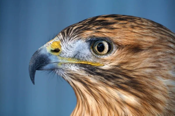 Eagle Hnědé Vážné Portrét Pohled Levé Strany — Stock fotografie