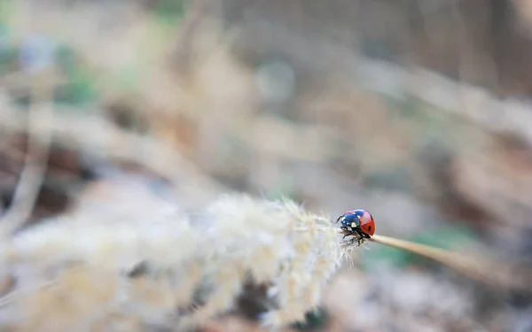 Coccinelle Décolle Sur Épillets — Photo