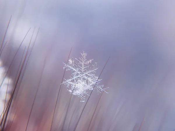 Schneeflocke Schön Auf Dem Bunten Hintergrund Makro — Stockfoto