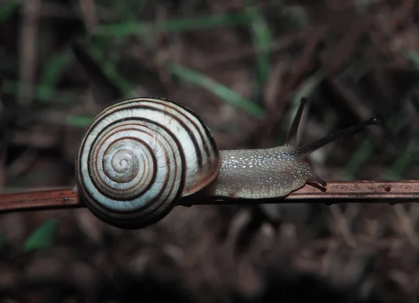 Lumaca Sta Strisciando Sul Bastone Legno All Erba — Foto Stock