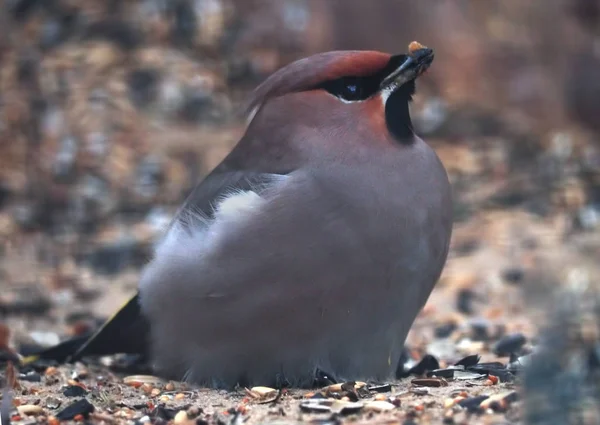 Grijze Vogel Zittend Grond — Stockfoto