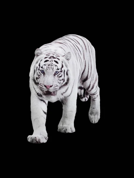 Weißer Großer Tiger Panthera Tigris Bengalensis Wandert Isoliert Bei Schwarz — Stockfoto