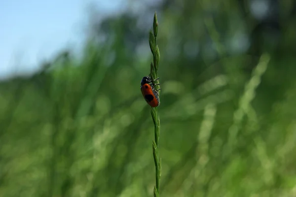 Bug Rouge Grimpant Dans Herbe — Photo