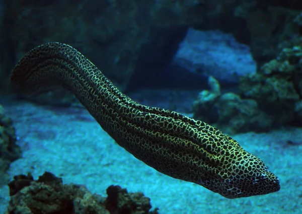 サンゴの近くの深い青色の海で海のヘビを発見 Murena をクローズ アップ — ストック写真