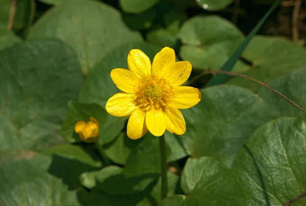 太陽に野生の黄色い花 — ストック写真