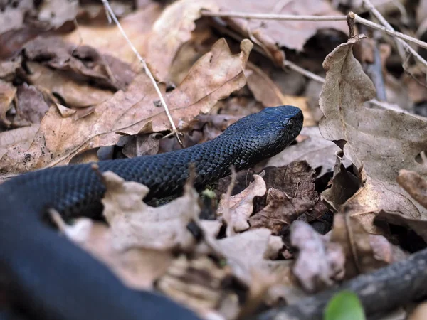 Black snake at the forest on leaves view from back