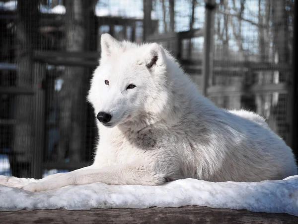 White wolf laying at the snow full size