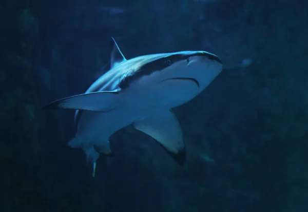 鲨鱼在蓝色的水关闭转向左边 — 图库照片