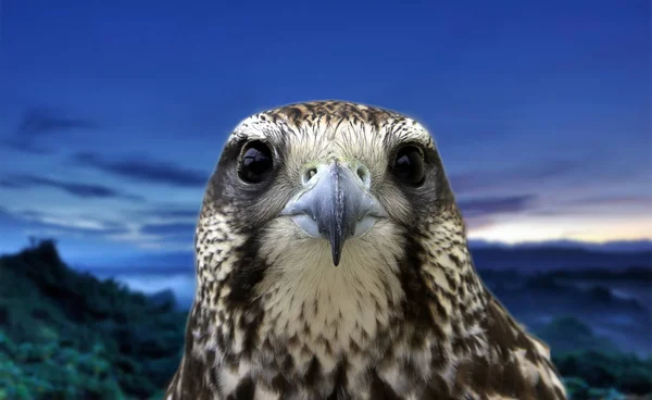 Retrato Águila Sobre Fondo Azul — Foto de Stock