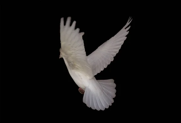 White dove is flying isolated at the black