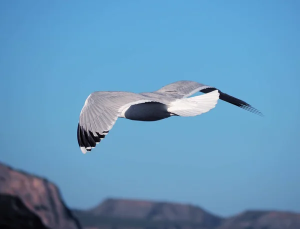 Seagul Létání Nad Mořem Blízkosti Hor — Stock fotografie