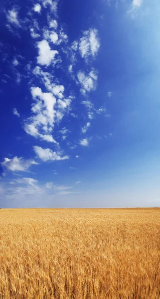 Champ Blé Sous Ciel Bleu Avec Des Nuages Blancs Ensoleillé — Photo