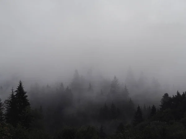 Niebla Niebla Bosque Pinos — Foto de Stock