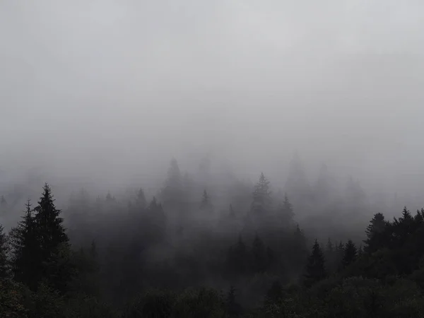 Brouillard Brouillard Des Montagnes Carpatiennes Dans Pinède — Photo