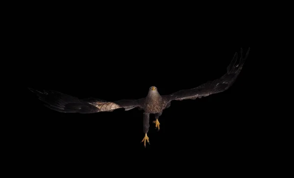 Eagle is flying isolated on black