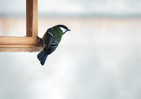 緑羽のシジュウカラが離れて飛ぶつもりフィーダーで座っています — ストック写真