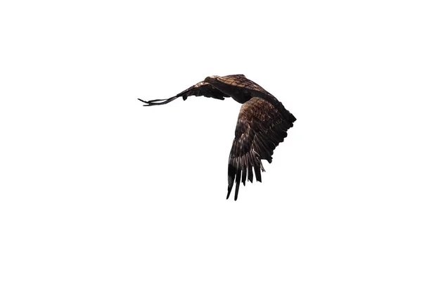 老鹰黑色飞行剖面被隔绝在白色 — 图库照片