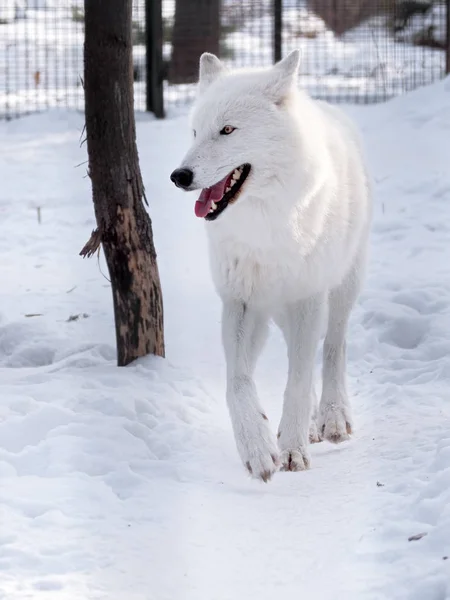 Witte Wolf Draait Sneeuw Zoek Naar Rechts — Stockfoto