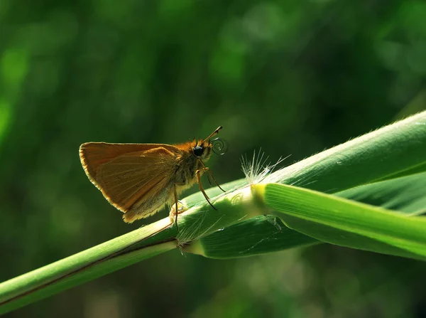 Kleine Vlinder Zag Een Wonder — Stockfoto