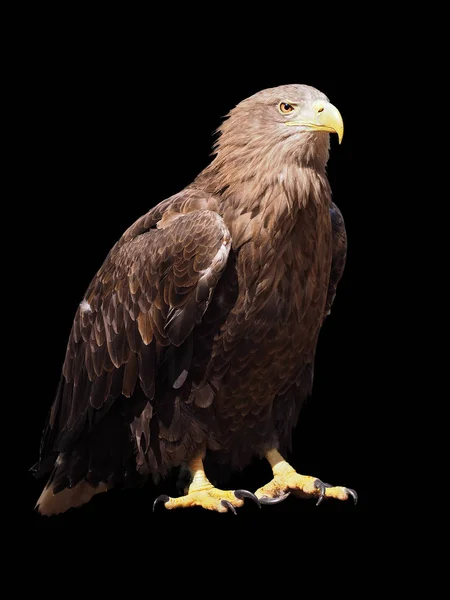 Águila Con Pico Amarillo Sentada Aislada Negro — Foto de Stock