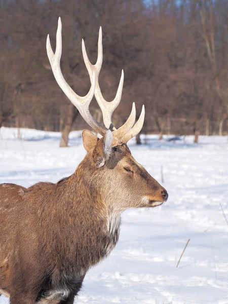 Cerfs Dans Forêt Enneigée Soleil Gros Plan — Photo