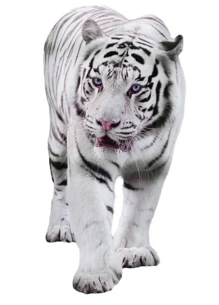 白色大老虎虎底格里斯河豹猫走在白色的隔离 — 图库照片