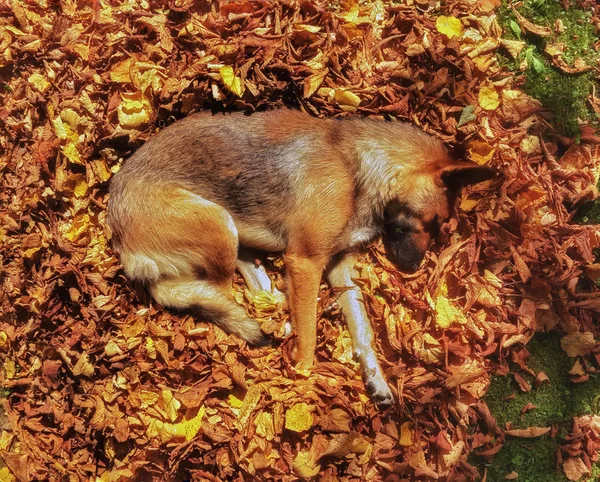 Câinele Doarme Frunzele Toamnă — Fotografie, imagine de stoc
