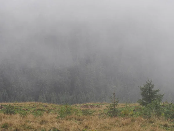 Karpatischen Bergen Nebel Und Nebel Kiefernwald — Stockfoto