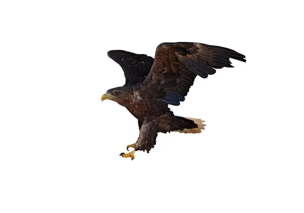 Adler Flug Landet Isoliert Weißen — Stockfoto