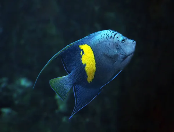 Peixe Azul Com Mancha Amarela Vista Profunda Oceano Lado Direito — Fotografia de Stock