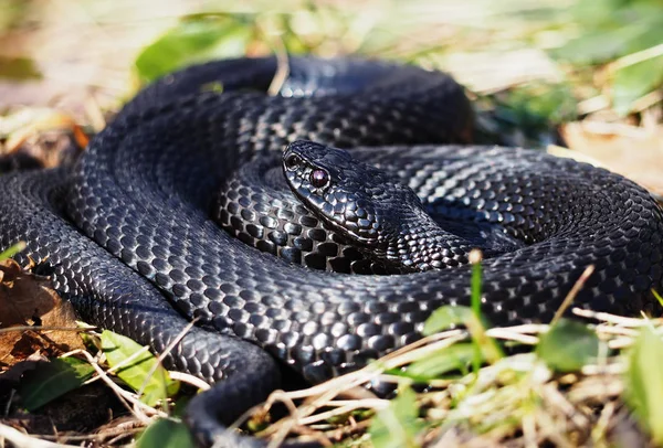 Pôr Cobra Preta Grama Verde Com Olhos Vermelhos Enrolados Uma — Fotografia de Stock