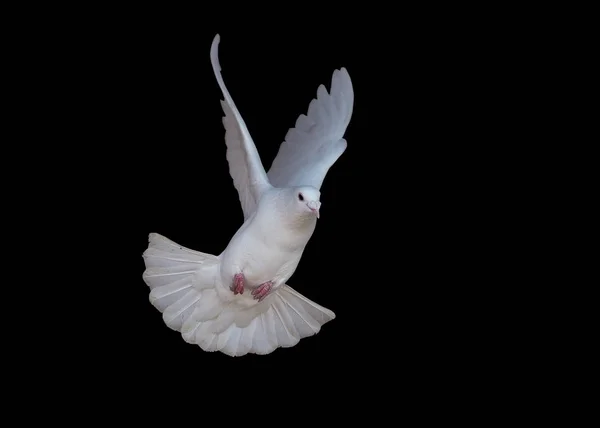 White Dove Flying Isolated Black — Stock Photo, Image
