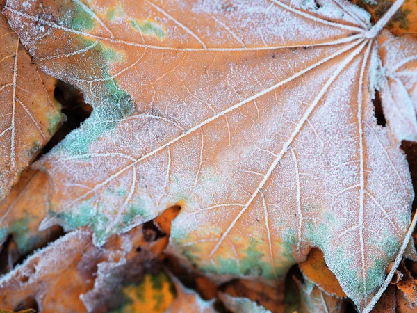 Frozen Icy Leaf Ground — Stock Photo, Image