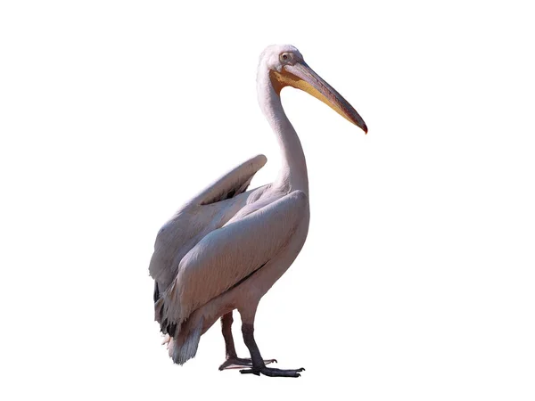 Pelican Pink Isolated White — Stock Photo, Image