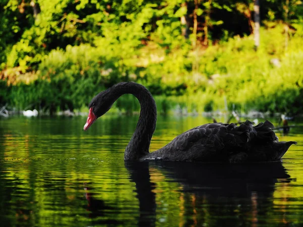 Fekete Hattyú Káromkodik Gyönyörű Tónál — Stock Fotó