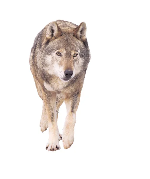 Wolf Futó Szürke Teljes Méretű Aranyos — Stock Fotó